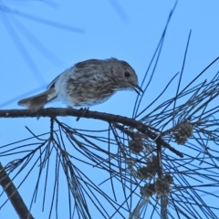 Acanthiza pusilla (Brown Thornbill) at Higgins, ACT - 18 Jan 2021 by Untidy