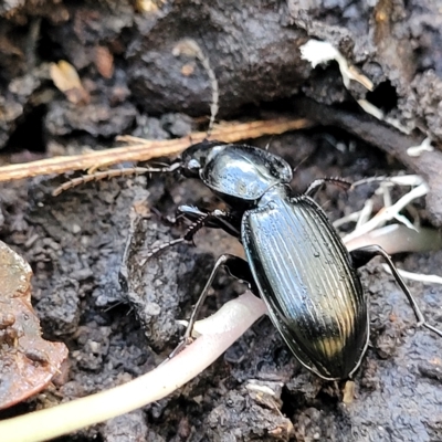 Unidentified Carab beetle (Carabidae) at Woodforde, SA - 18 Apr 2023 by trevorpreston