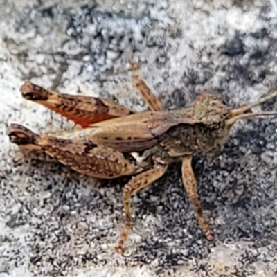 Phaulacridium vittatum at Woodforde, SA - 18 Apr 2023 by trevorpreston