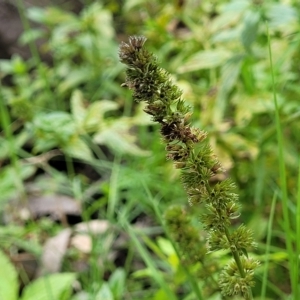 Unidentified Other Wildflower or Herb at suppressed by trevorpreston