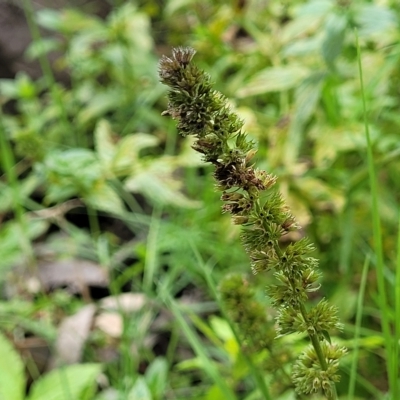 Unidentified Other Wildflower or Herb at Woodforde, SA - 18 Apr 2023 by trevorpreston