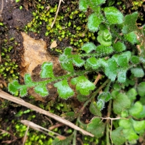 Asplenium subglandulosum at Woodforde, SA - 18 Apr 2023