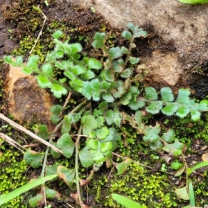 Asplenium subglandulosum at Woodforde, SA - 18 Apr 2023