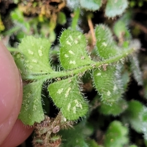 Asplenium subglandulosum at Woodforde, SA - 18 Apr 2023