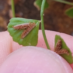 Asplenium flabellifolium at Woodforde, SA - 18 Apr 2023 01:51 PM