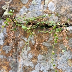 Asplenium flabellifolium at Woodforde, SA - 18 Apr 2023