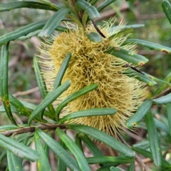 Banksia marginata (Silver Banksia) at Woodforde, SA - 18 Apr 2023 by trevorpreston