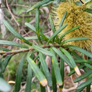 Banksia marginata at Woodforde, SA - 18 Apr 2023
