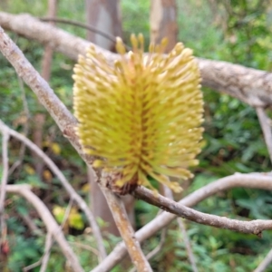 Banksia marginata at Woodforde, SA - 18 Apr 2023 01:47 PM