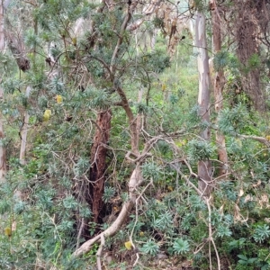 Banksia marginata at Woodforde, SA - 18 Apr 2023