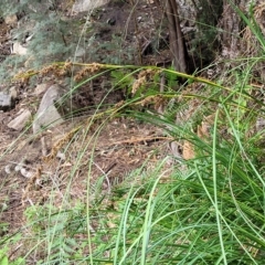 Unidentified Rush, Sedge or Mat Rush at Woodforde, SA - 18 Apr 2023 by trevorpreston