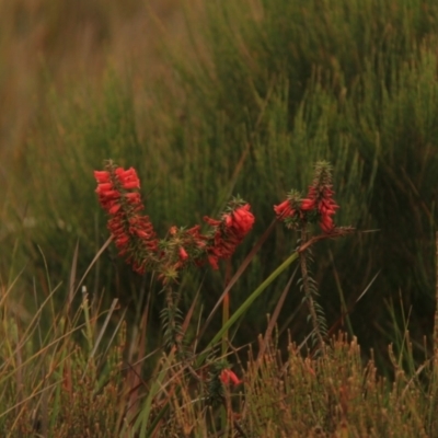 Epacris impressa (Common Heath) at Ben Boyd National Park - 16 Apr 2023 by JimL