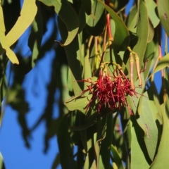 Amyema miquelii (Box Mistletoe) at Mount Taylor - 17 Apr 2023 by MatthewFrawley