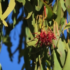 Amyema miquelii (Box Mistletoe) at Fisher, ACT - 17 Apr 2023 by MatthewFrawley
