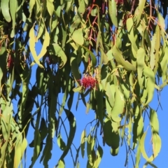 Amyema miquelii at Fisher, ACT - 17 Apr 2023