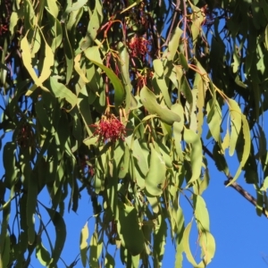 Amyema miquelii at Fisher, ACT - 17 Apr 2023