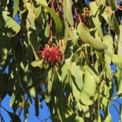 Amyema miquelii at Fisher, ACT - 17 Apr 2023