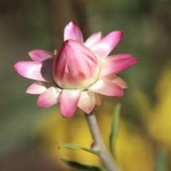 Xerochrysum bracteatum (Golden Everlasting) at Mongarlowe, NSW - 18 Apr 2023 by LisaH