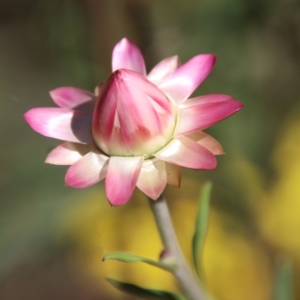 Xerochrysum bracteatum at Mongarlowe, NSW - 18 Apr 2023