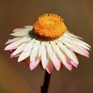 Xerochrysum bracteatum at Mongarlowe, NSW - 18 Apr 2023