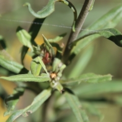 Xerochrysum bracteatum at Mongarlowe, NSW - suppressed