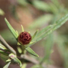 Xerochrysum bracteatum at Mongarlowe, NSW - 18 Apr 2023