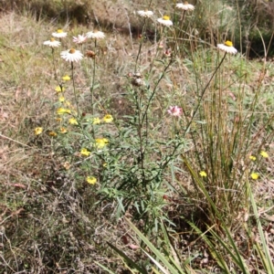 Xerochrysum bracteatum at Mongarlowe, NSW - 18 Apr 2023