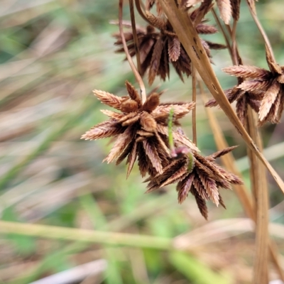 Cyperus vaginatus (Stiff-leaf Flat Sedge) at Woodforde, SA - 18 Apr 2023 by trevorpreston