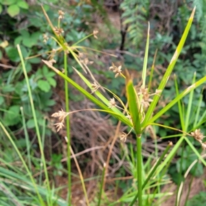 Cyperus vaginatus at Woodforde, SA - 18 Apr 2023 01:45 PM