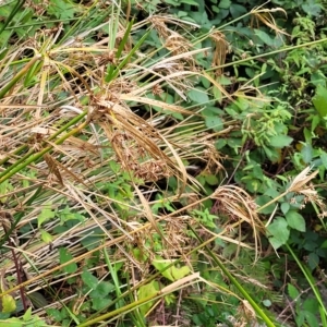 Cyperus vaginatus at Woodforde, SA - 18 Apr 2023 01:45 PM