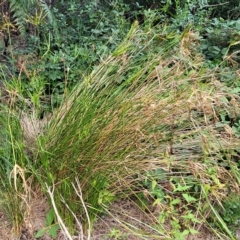 Cyperus vaginatus at Woodforde, SA - 18 Apr 2023 01:45 PM