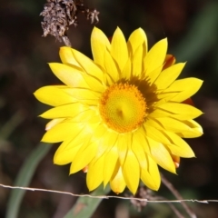 Xerochrysum bracteatum (Golden Everlasting) at Mongarlowe, NSW - 18 Apr 2023 by LisaH