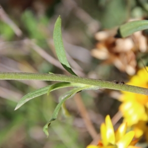 Xerochrysum bracteatum at Mongarlowe, NSW - 18 Apr 2023