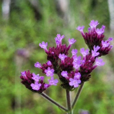 Verbena incompta (Purpletop) at Woodforde, SA - 18 Apr 2023 by trevorpreston