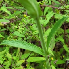 Verbena incompta at Woodforde, SA - 18 Apr 2023