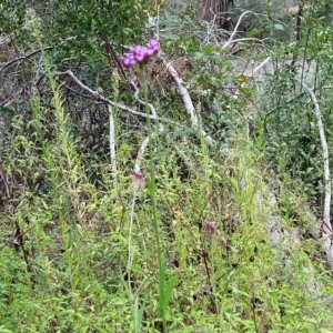 Verbena incompta at Woodforde, SA - 18 Apr 2023