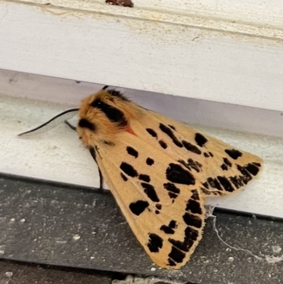 Ardices curvata (Crimson Tiger Moth) at Fadden, ACT - 15 Apr 2023 by Butterflies65