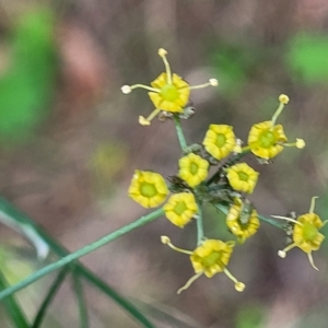 Foeniculum vulgare at Woodforde, SA - 18 Apr 2023