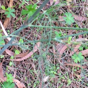 Foeniculum vulgare at Woodforde, SA - 18 Apr 2023