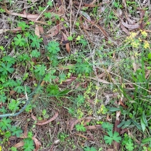 Foeniculum vulgare at Woodforde, SA - 18 Apr 2023