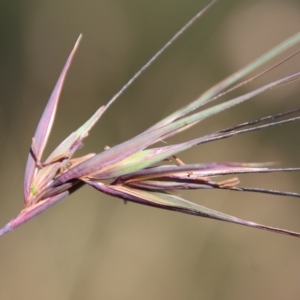 Themeda triandra at Mongarlowe, NSW - suppressed