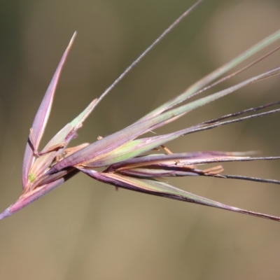 Themeda triandra (Kangaroo Grass) at Mongarlowe, NSW - 18 Apr 2023 by LisaH