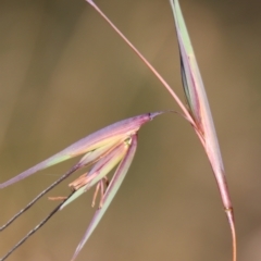 Themeda triandra at Mongarlowe, NSW - suppressed