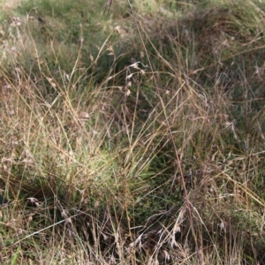 Themeda triandra at Mongarlowe, NSW - 18 Apr 2023