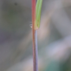 Themeda triandra at Mongarlowe, NSW - 18 Apr 2023