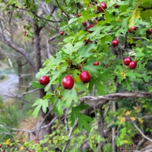 Crataegus monogyna at Woodforde, SA - 18 Apr 2023