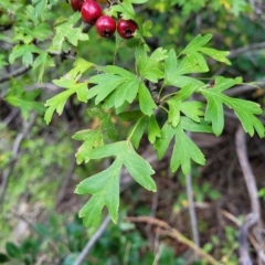 Crataegus monogyna at Woodforde, SA - 18 Apr 2023