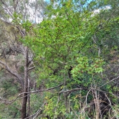 Crataegus monogyna at Woodforde, SA - 18 Apr 2023 01:40 PM