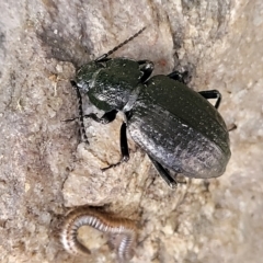 Unidentified Darkling beetle (Tenebrionidae) at Woodforde, SA - 18 Apr 2023 by trevorpreston