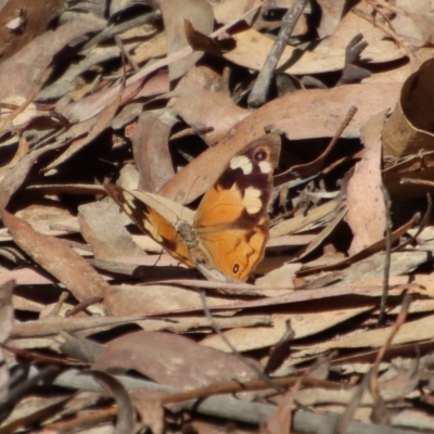 Heteronympha merope (Common Brown Butterfly) at QPRC LGA - 18 Apr 2023 by LisaH